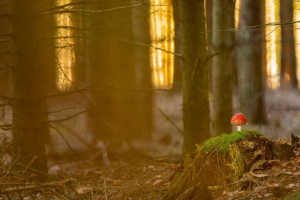 Fliegenpilz, (c) Winfried Rusch/NABU-naturgucker.de