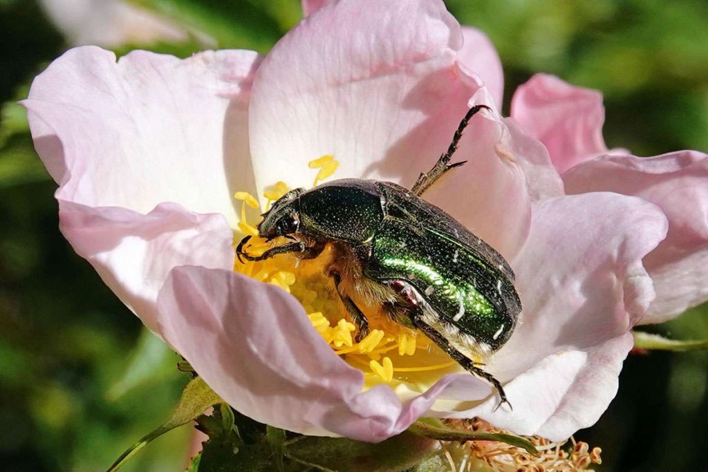 Gemeiner Rosenkäfer auf einer Wildrosenblüte, (c) Jens Winter/NABU-naturgucker.de