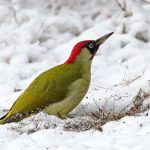 Grünspecht (Picus viridis) im Schnee, (c) Jens Winter/NABU-naturgucker.de