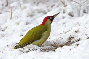 Grünspecht (Picus viridis) im Schnee, (c) Jens Winter/NABU-naturgucker.de