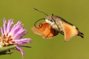 Taubenschwänzchen im Flug, (c) Helene Germer/NABU-naturgucker.de