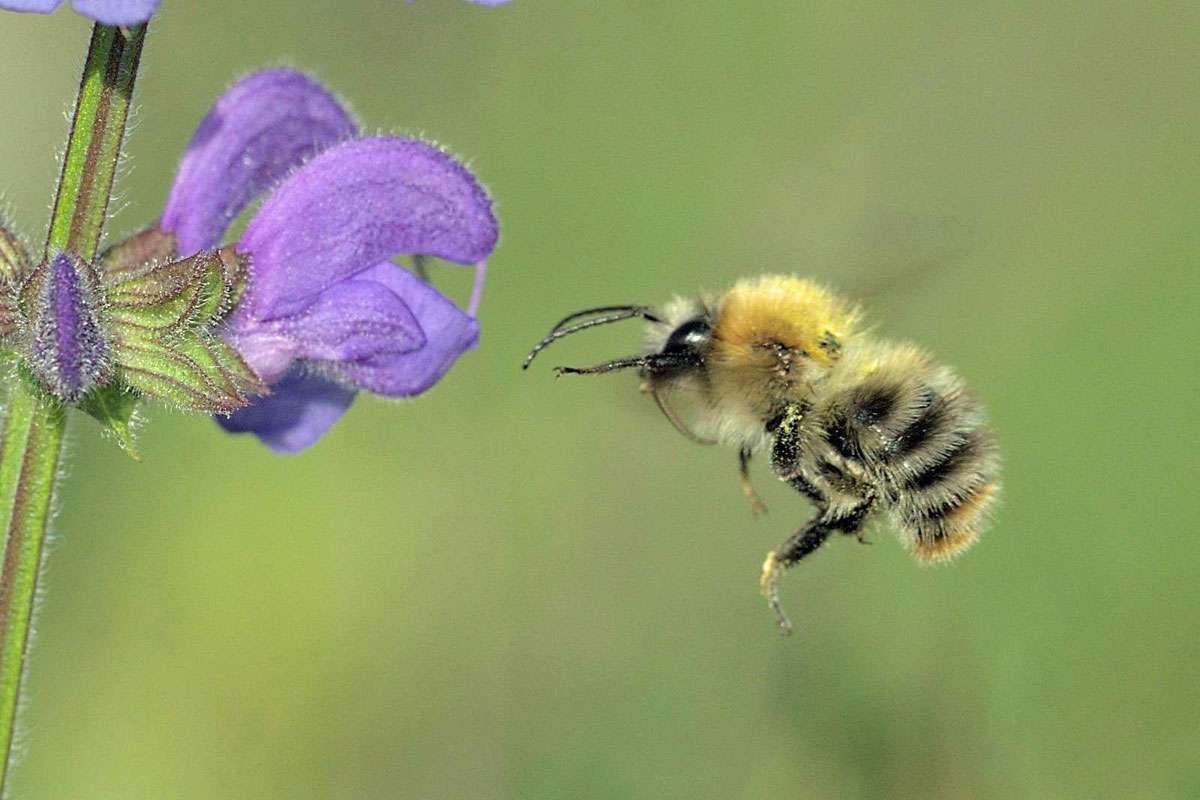 Ackerhummel (Bombus pascuorum), (c) Kathrin Mittelhoff/NABU-naturgucker.de