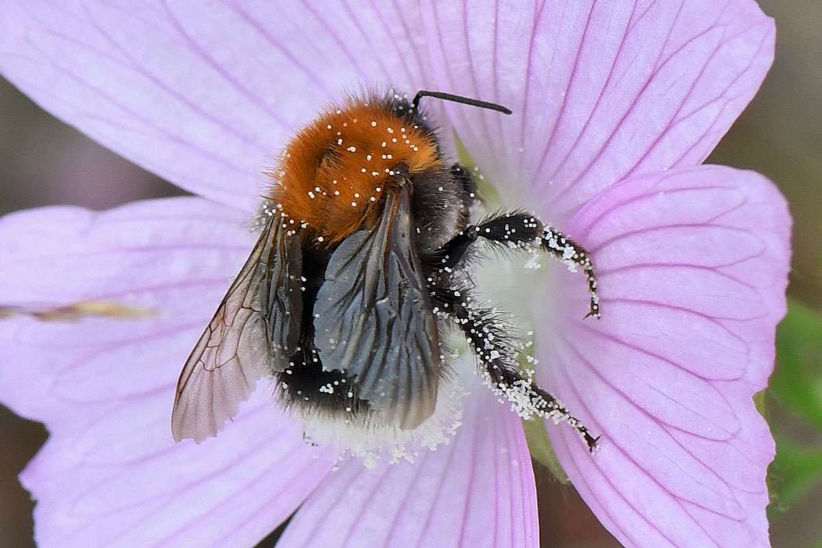 Dunkle Erdhummel (Bombus hypnorum), (c) Rolf Jantz/NABU-naturgucker.de