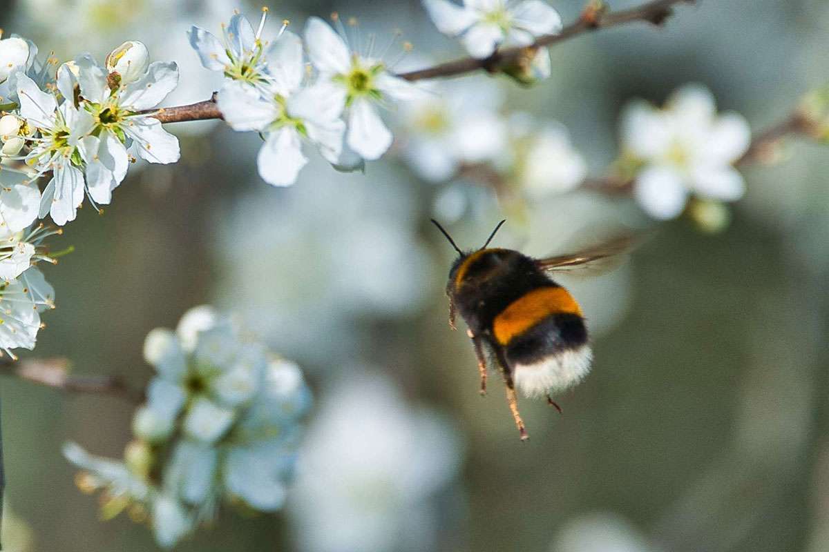 Dunkle Erdhummel (Bombus terrestris), (c) Martina Limprecht/NABU-naturgucker.de