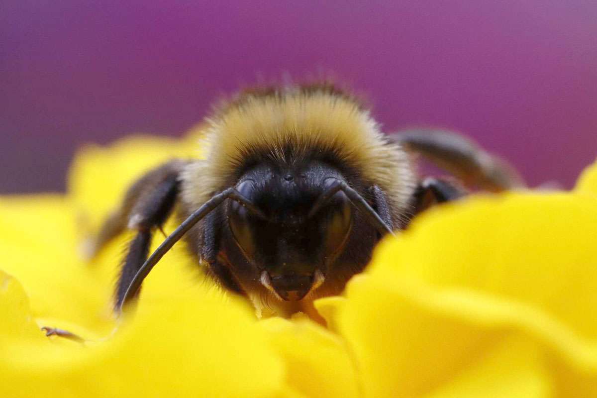 Große Erdhummel (Bombus magnus), (c) Dani Hönig/NABU-naturgucker.de