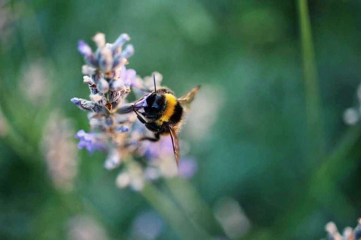 Große Erdhummel (Bombus magnus), (c) Tatjana Lang/NABU-naturgucker.de