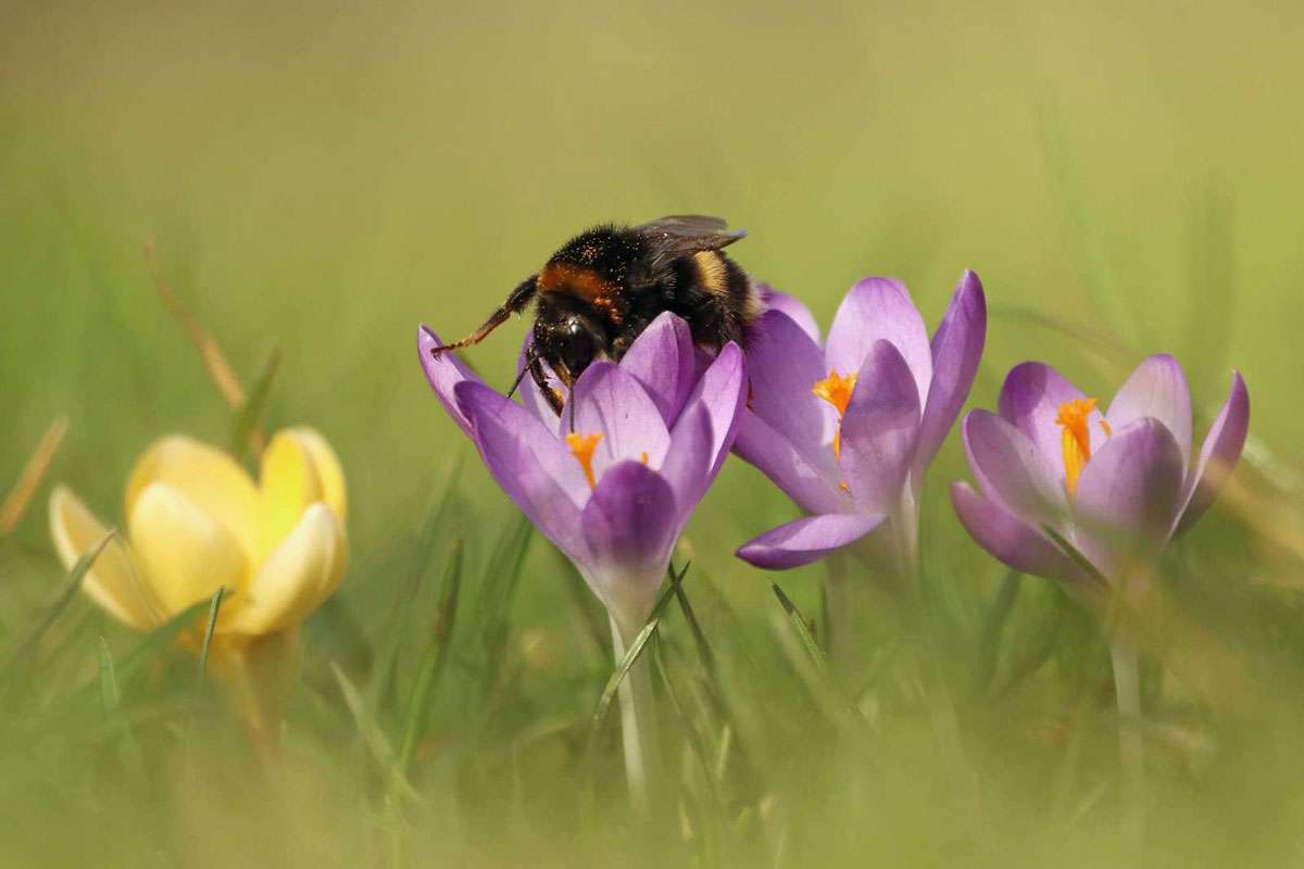 Erdhummel (Bombus sp.), (c) Frank Beisheim/NABU-naturgucker.de