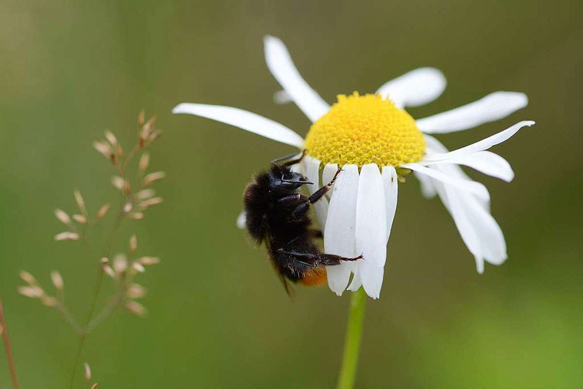 Steinhummel (Bombus lapidarius), (c) Stella Mielke/NABU-naturgucker.de