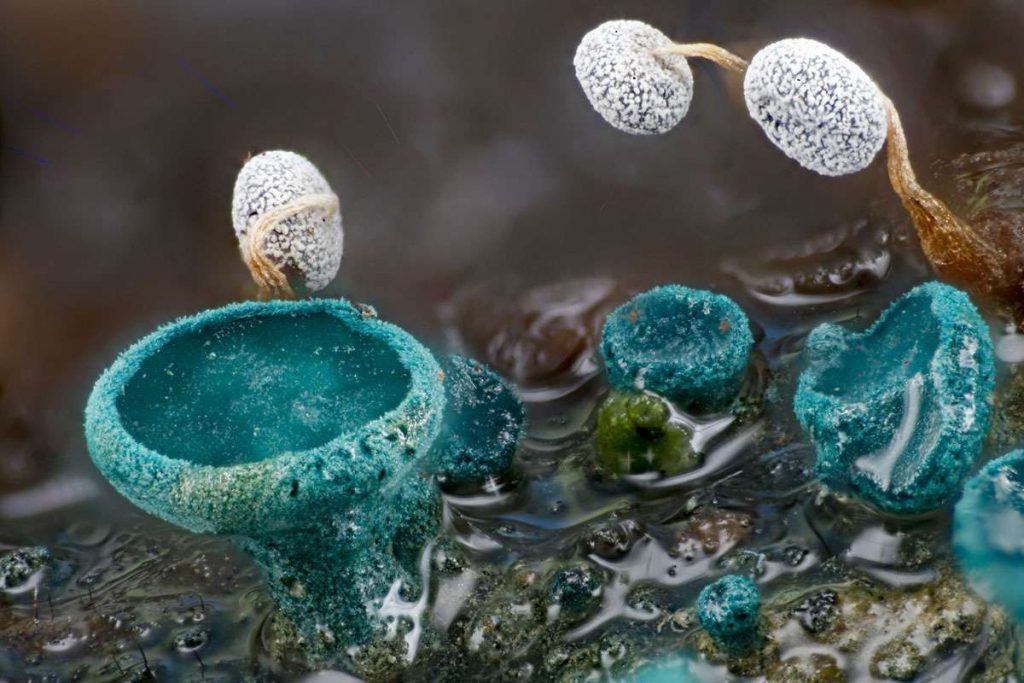 Grünspanbecherling, (c) Bernhard Konzen/NABU-naturgucker.de