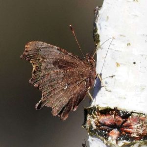 C-Falter (Polygonia c-album), (c) Angelika Nijhoff/NABU-naturgucker.de