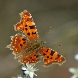 C-Falter (Polygonia c-album), (c) Hans Erdmann/NABU-naturgucker.de