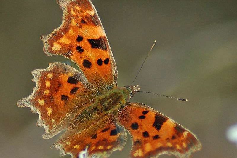 C-Falter (Polygonia c-album), (c) Hans Erdmann/NABU-naturgucker.de