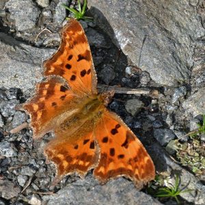 C-Falter (Polygonia c-album), (c) Hans Schwarting/NABU-naturgucker.de