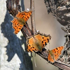 C-Falter (Polygonia c-album, oben und unten) und in der Mitte ein Großer Fuchs (Nymphalis polychloros), (c) Karin Meier/NABU-naturgucker.de