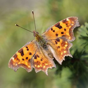 C-Falter (Polygonia c-album), (c) Kerstin Karg/NABU-naturgucker.de