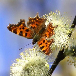 C-Falter (Polygonia c-album), (c) Kerstin Kleinke/NABU-naturgucker.de