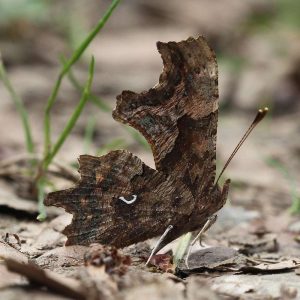 C-Falter (Polygonia c-album), (c) Oskar Jungklaus/NABU-naturgucker.de