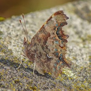 C-Falter (Polygonia c-album), (c) Thorsten u. Wolfgang Klumb/NABU-naturgucker.de