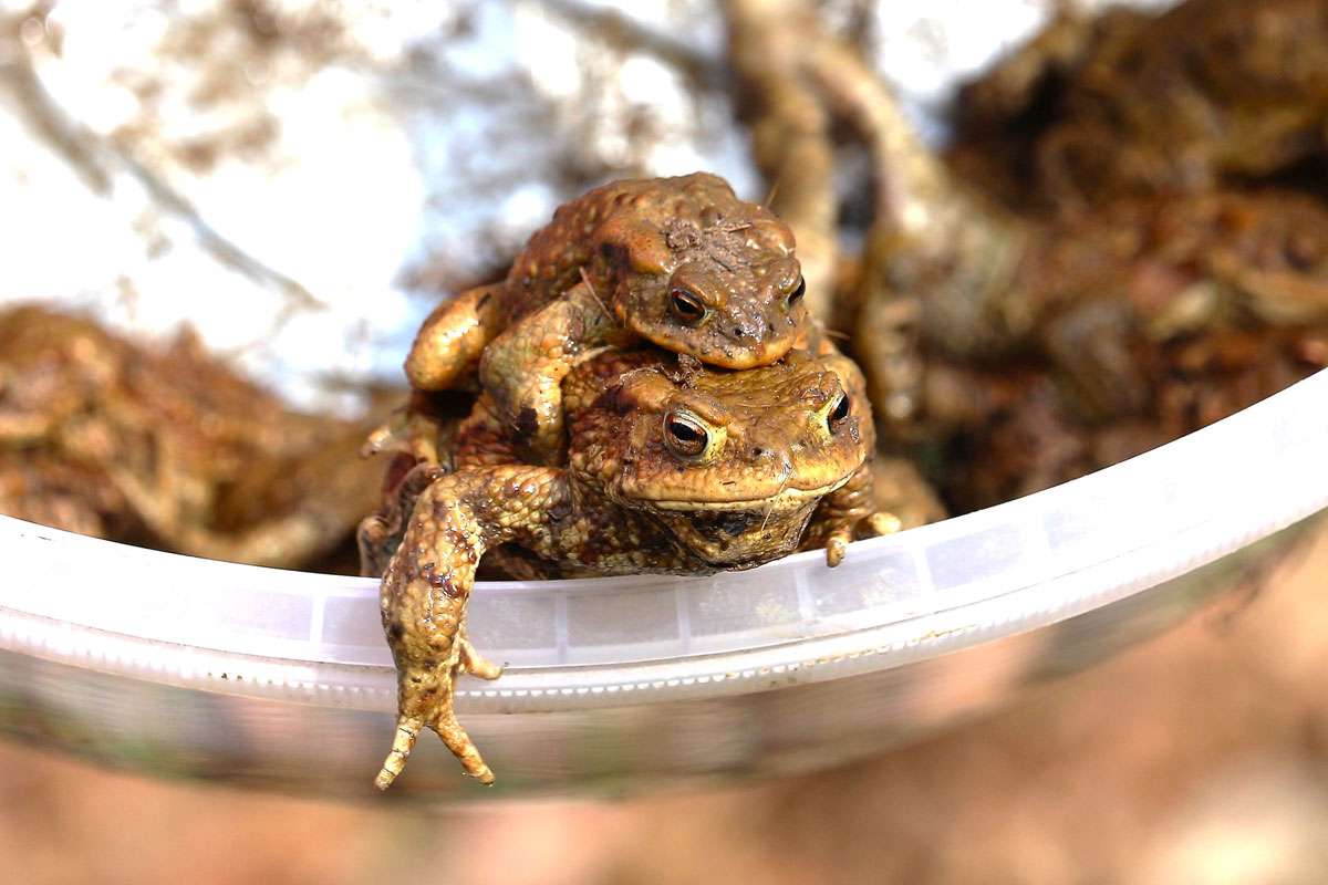 Erdkrötenpaar im Fangeimer, (c) Angelika und Rüttger Schrörs/NABU-naturgucker.de