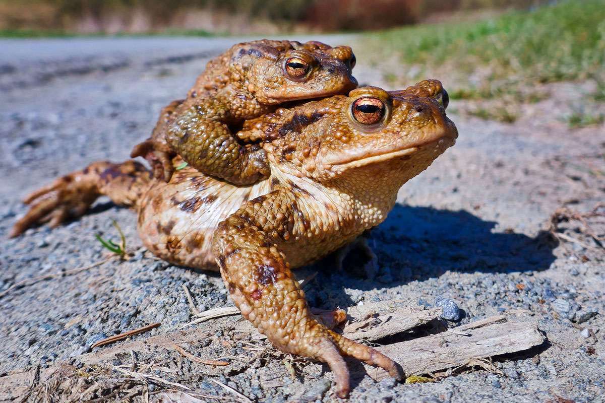 Erdkröten-Paar wandert am Tag, (c) Hubertus Schwarzentraub/NABU-naturgucker.de