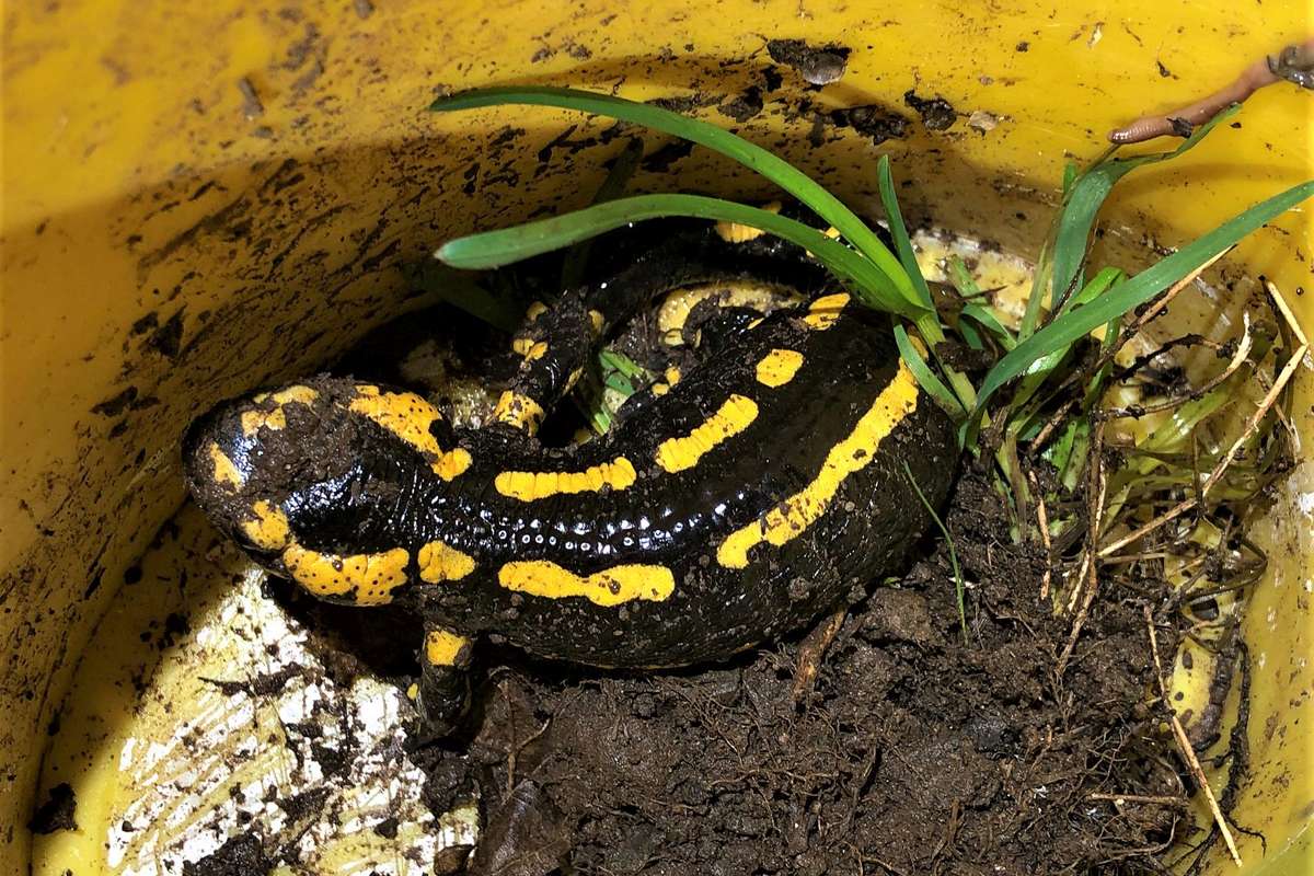 Feuersalamander im Fangeimer, (c) Karl-Heinz Fuldner/NABU-naturgucker.de