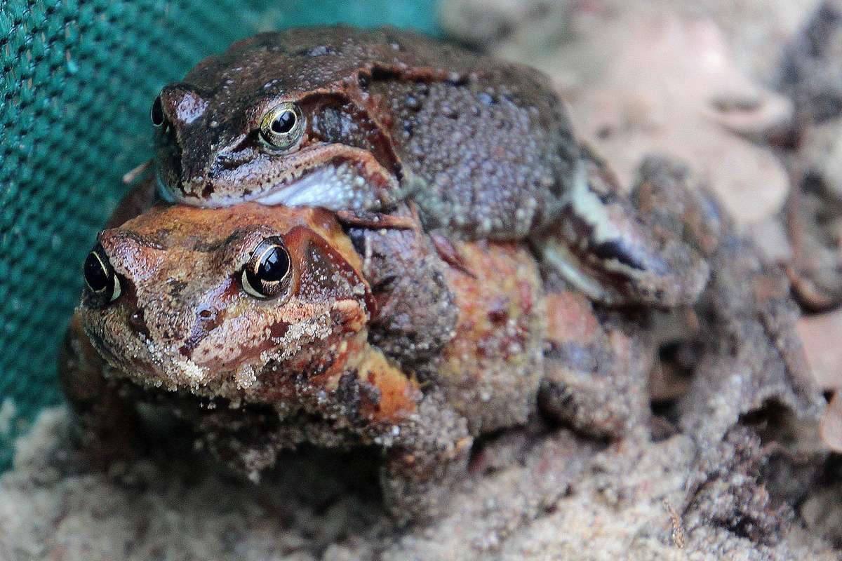 Grasfrosch-Paar am Amphibienzaun, (c) Dirk Bernecker/NABU-naturgucker.de