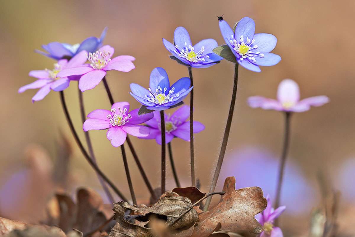 Leberblümchen, (c) Regine Schadach/NABU-naturgucker.de