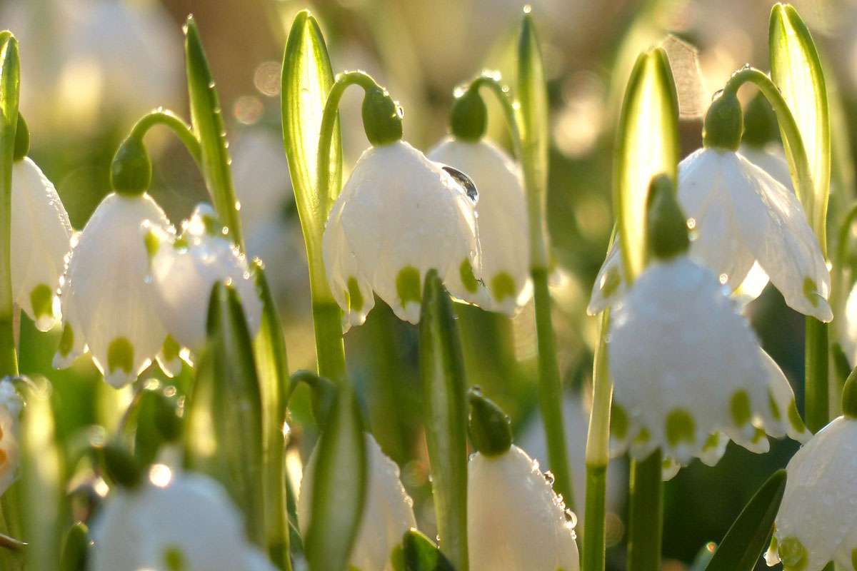 Märzenbecher (Leucojum vernum), (c) Armin Dreisbach/NABU-naturgucker.de