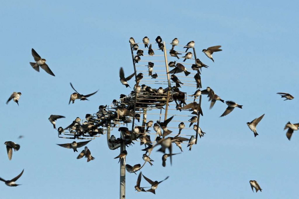 Mehlschwalben sammeln sich im Herbst, (c) Carsten Sekula/NABU-naturgucker.de