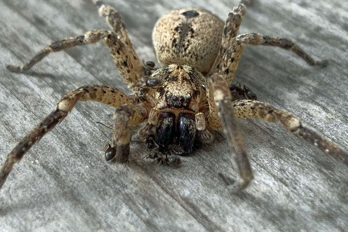 Nosferatu-Spinne wird von Ameisen untersucht, (c) Andreas Muehlenfeld/NABU-naturgucker.de