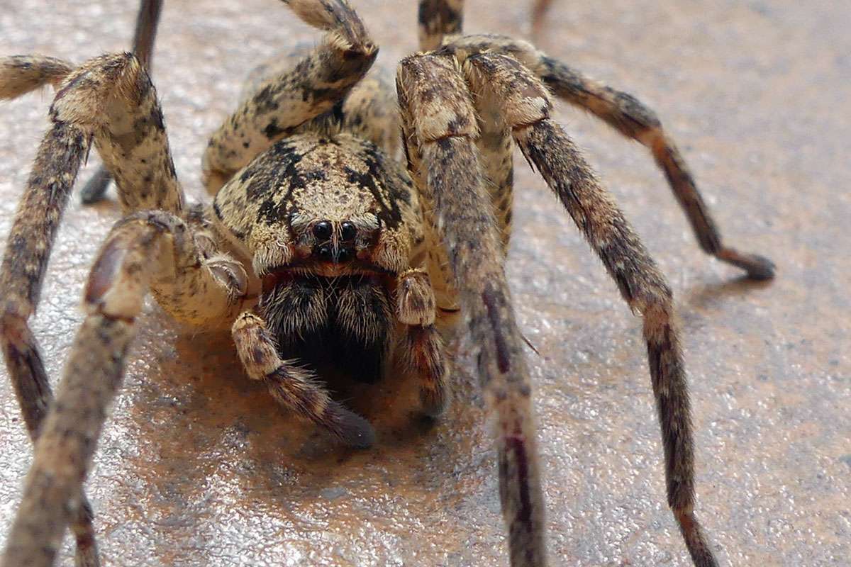 Nosferatu-Spinne, (c) Holger Selisky/NABU-naturgucker.de