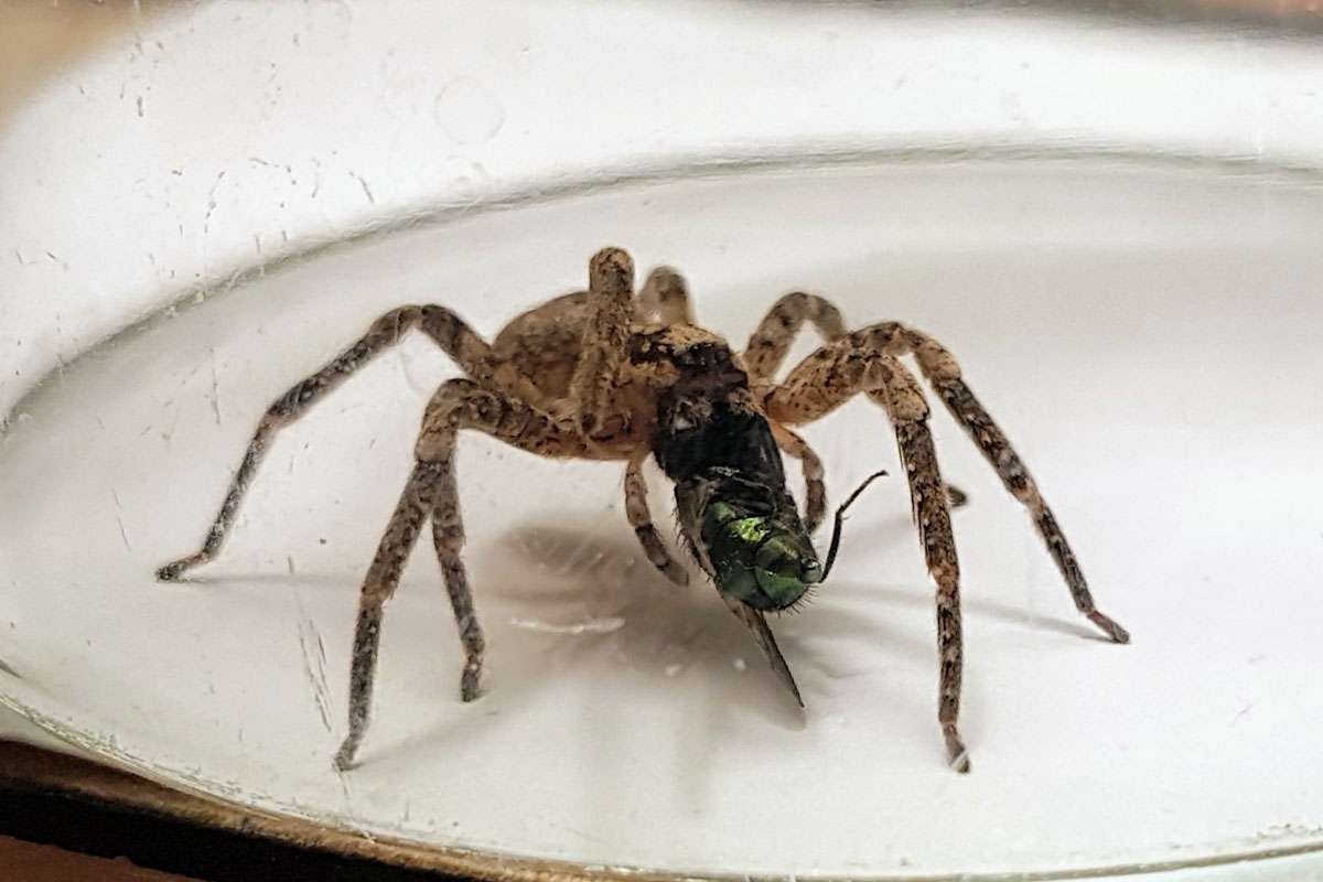 Nosferatu-Spinne mit erbeuteter Fliege wurde selbst mit einem Glas gefangen, (c) Michael Kaufmann/NABU-naturgucker.de