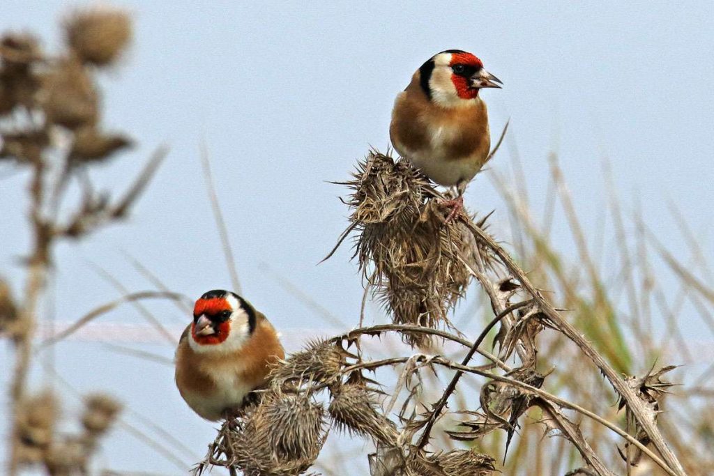 Stieglitze im Herbst, (c) Roland Tichai/NABU-naturgucker.de