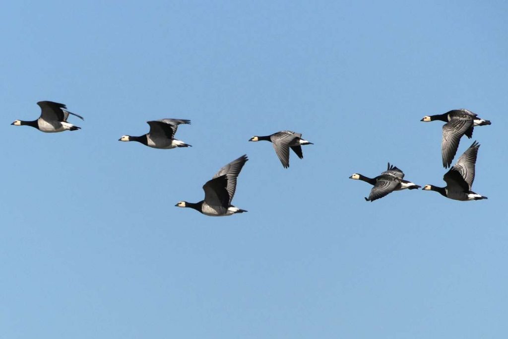 Weißwangengänse im Flug, (c) Maike Sprengel-Krause/NABU-naturgucker.de