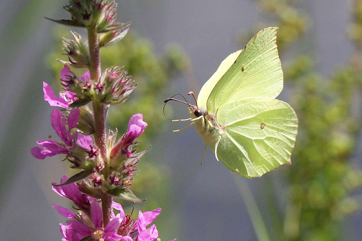 Zitronenfalter (Gonepteryx rhamni), (c) Kerstin Kleinke/NABU-naturgucker.de