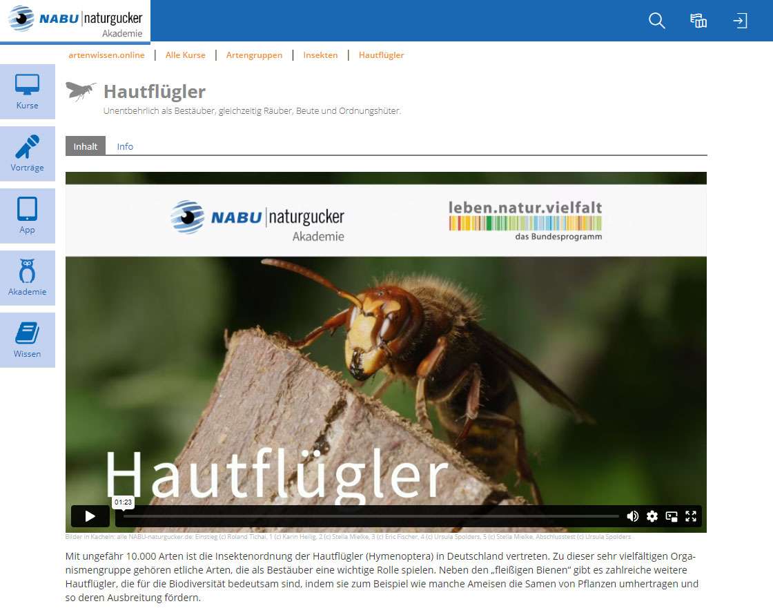 Lernthema Hautflügler der NABU|naturgucker-Akademie