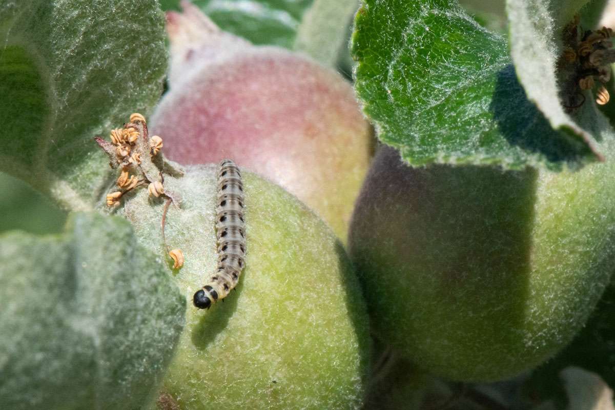 Mag die Blätter von Apfelbäumen: die Raupe der Apfelbaum-Gespinstmotte (Yponomeuta malinellus), (c) Ulrich Sach/NABU-naturgucker.de