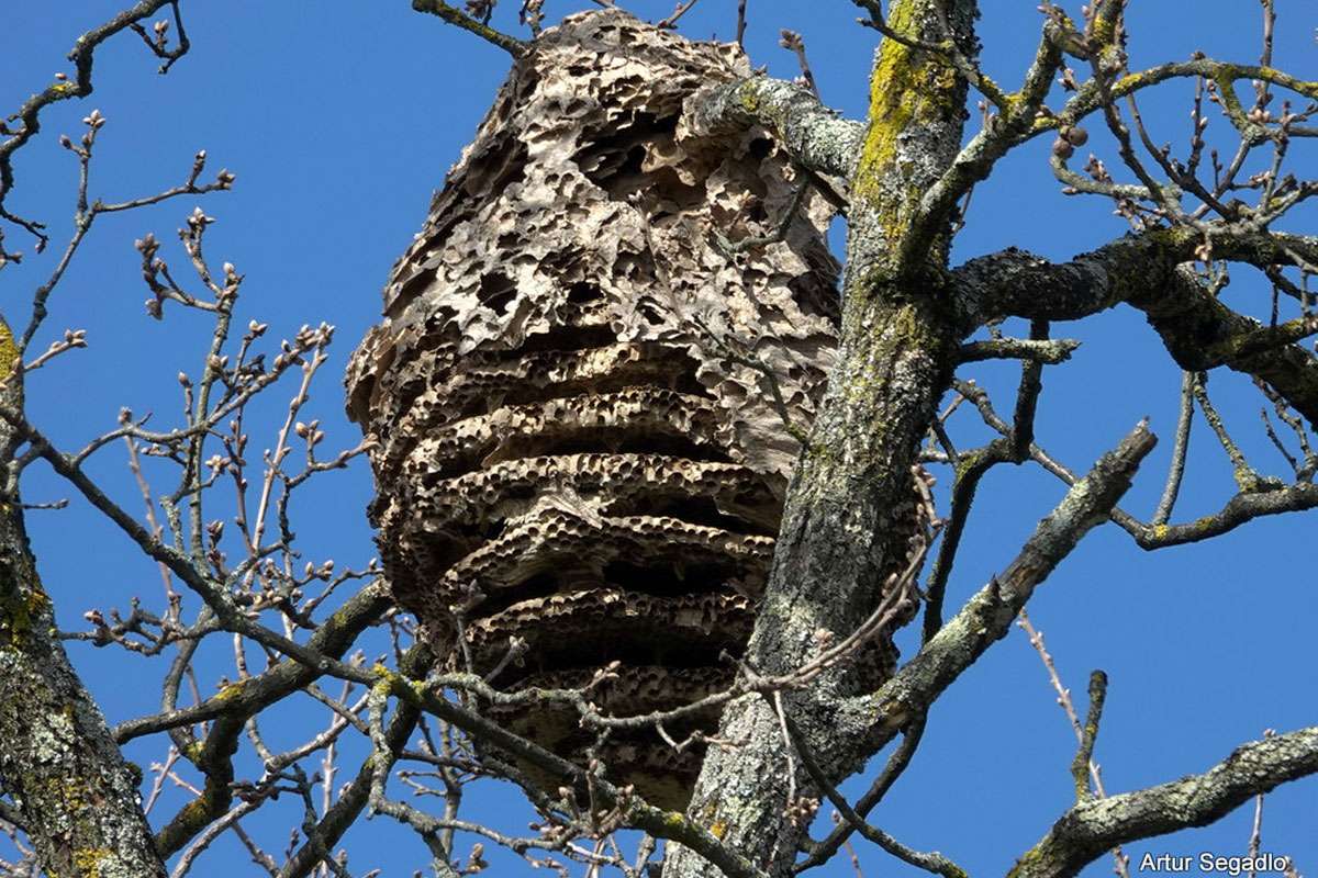 Nest der Asiatischen Hornisse (Vespa velutina), (c) Artur Segadlo/NABU-naturgucker.de