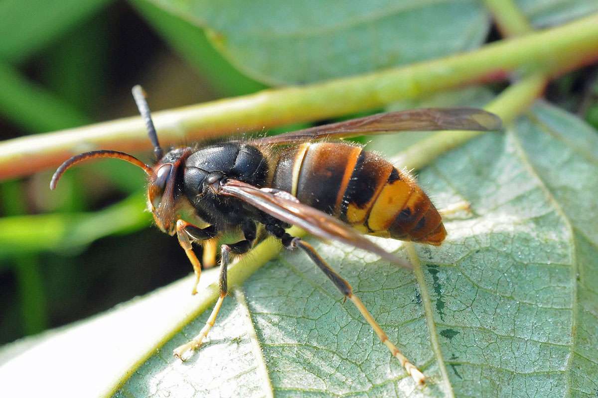 Asiatische Hornisse (Vespa velutina), (c) Harald Bott/NABU-naturgucker.de