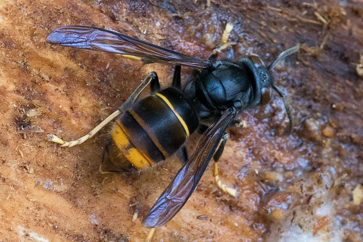 Asiatische Hornisse (Vespa velutina), (c) Marion Metzer/NABU-naturgucker.de