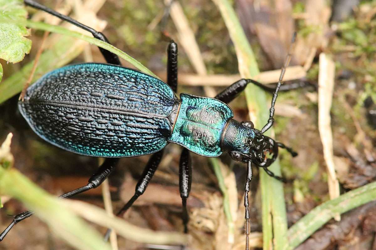 Strukturreiche Flügeldecken: Dunkelblauer Laufkäfer (Carabus intricatus), (c) Johannes Tauber/NABU-naturgucker.de