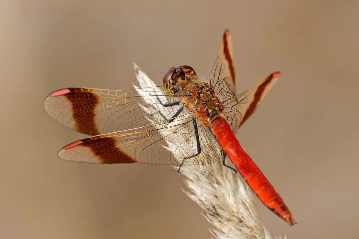 Gebänderte Heidelibelle (Sympetrum pedemontanum), (c) Jens Winter/NABU-naturgucker.de