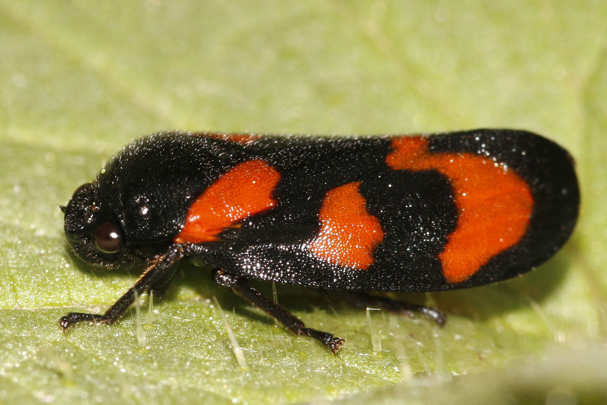 Gemeine Blutzikade (Cercopis vulnerata), (c) Frank Aeckersberg/NABU-naturgucker.de