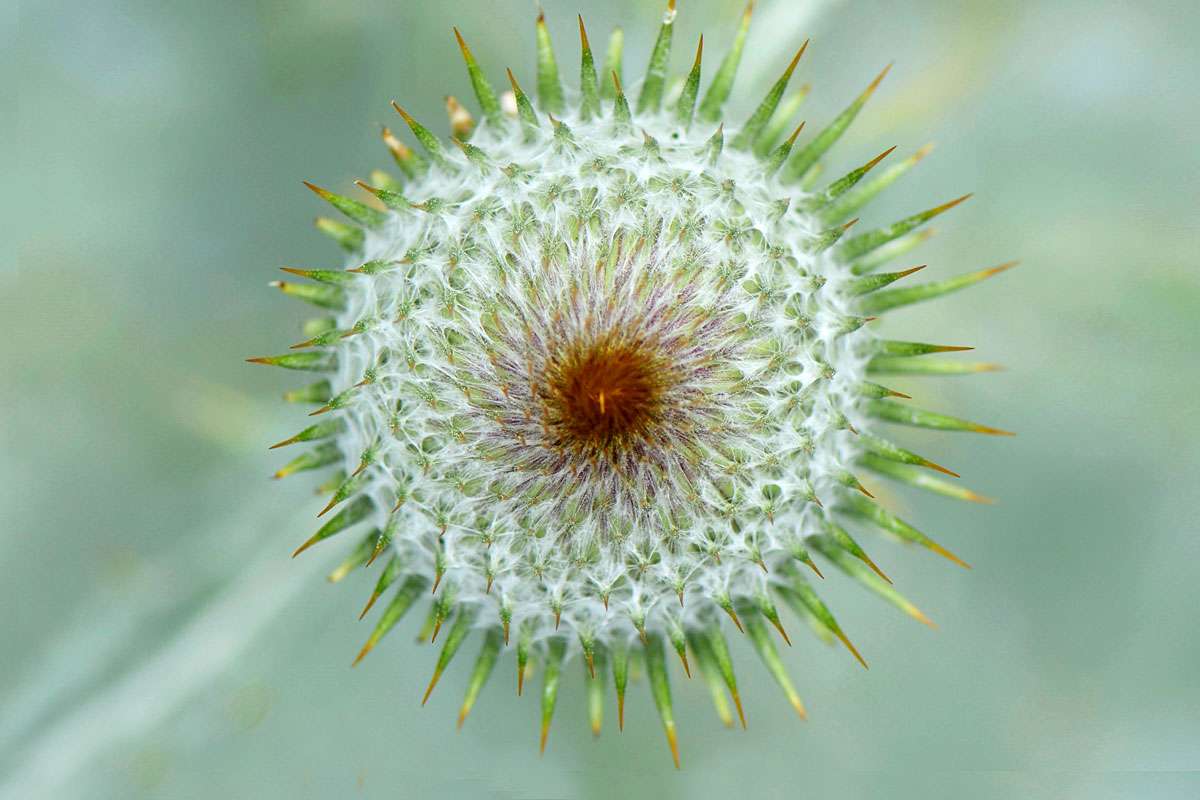 Die Knospe der Gewöhnlichen Eselsdistel (Onopordum acanthium) kombiniert Strukturen mit Symmetrie, (c) Rolf Jantz/NABU-naturgucker.de