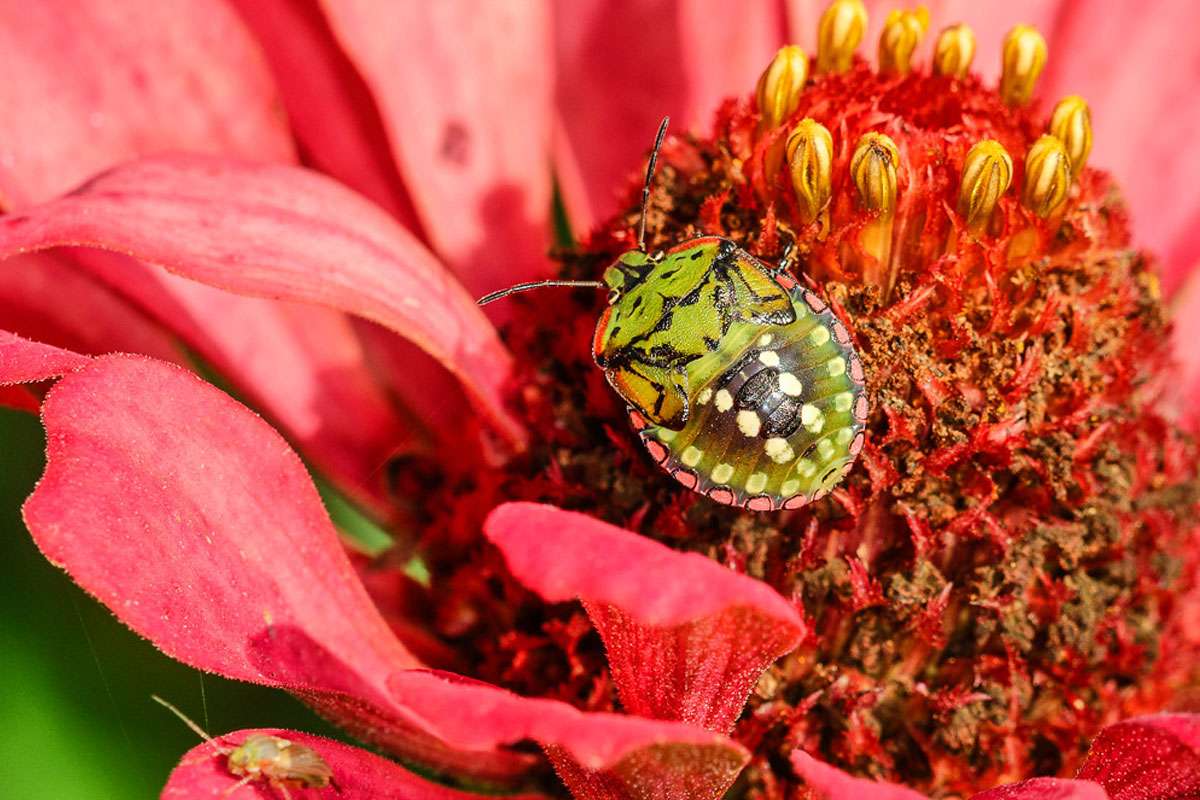 Nymphe einer Grünen Reiswanze (Nezara viridula) in einem Garten, (c) Wolfgang Piepers/NABU-naturgucker.de