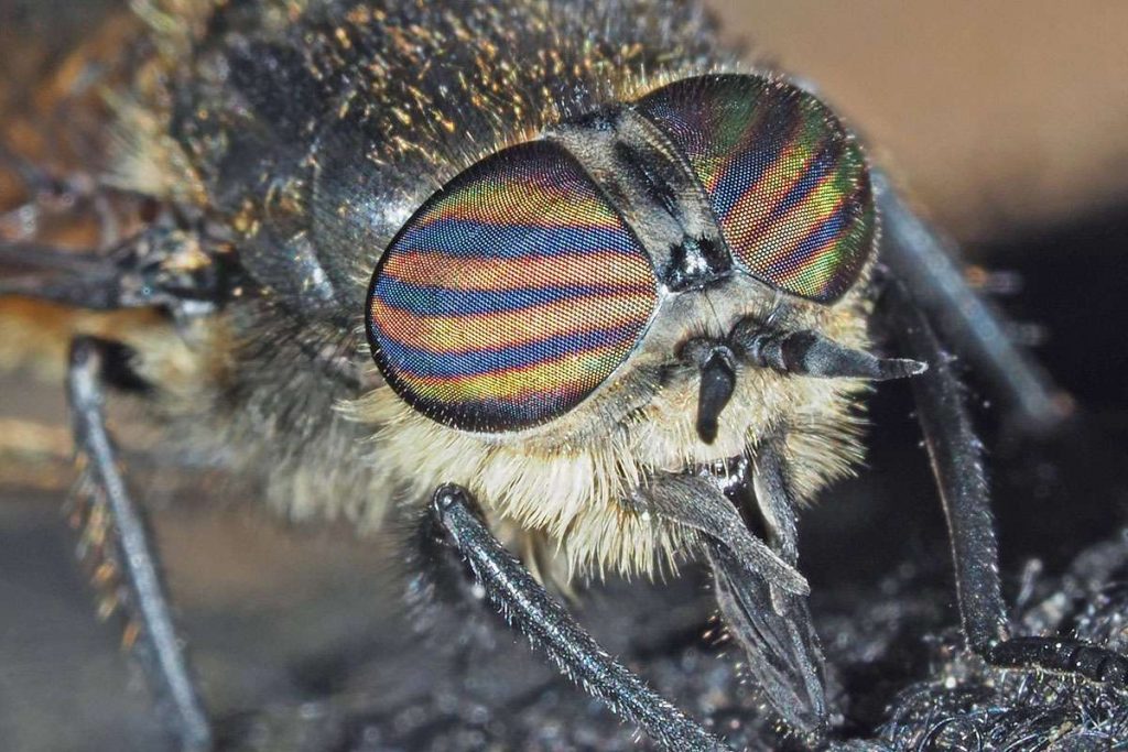 Die Lichtbrechung zaubert bei Hybomitra auripila ein Streifenmuster auf die Facettenaugen, (c) Felix Riegel/NABU-naturgucker.de