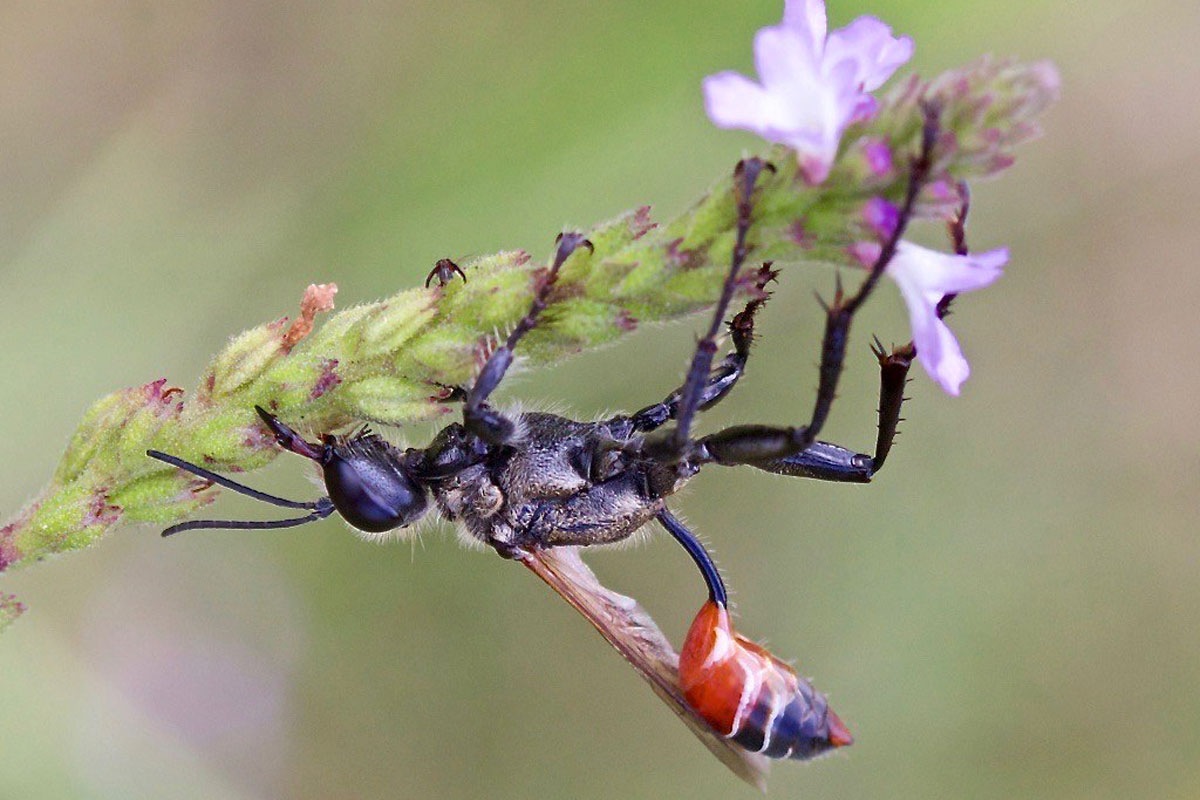 Kirbys Heuschreckenjäger-Grabwespe (Prionyx kirbii), (c) Monika Waldhelm/NABU-naturgucker.de