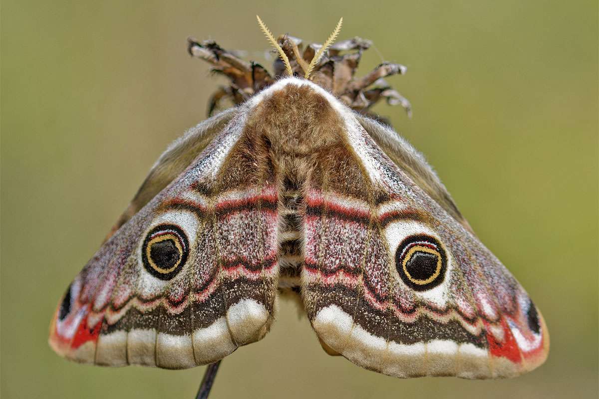 Plüschig, geschuppt und mit farbigem Augenfleck-Muster: Kleines Nachtpfauenauge (Saturnia pavonia), (c) Ruth & Markus Peter-Rink/NABU-naturgucker.de