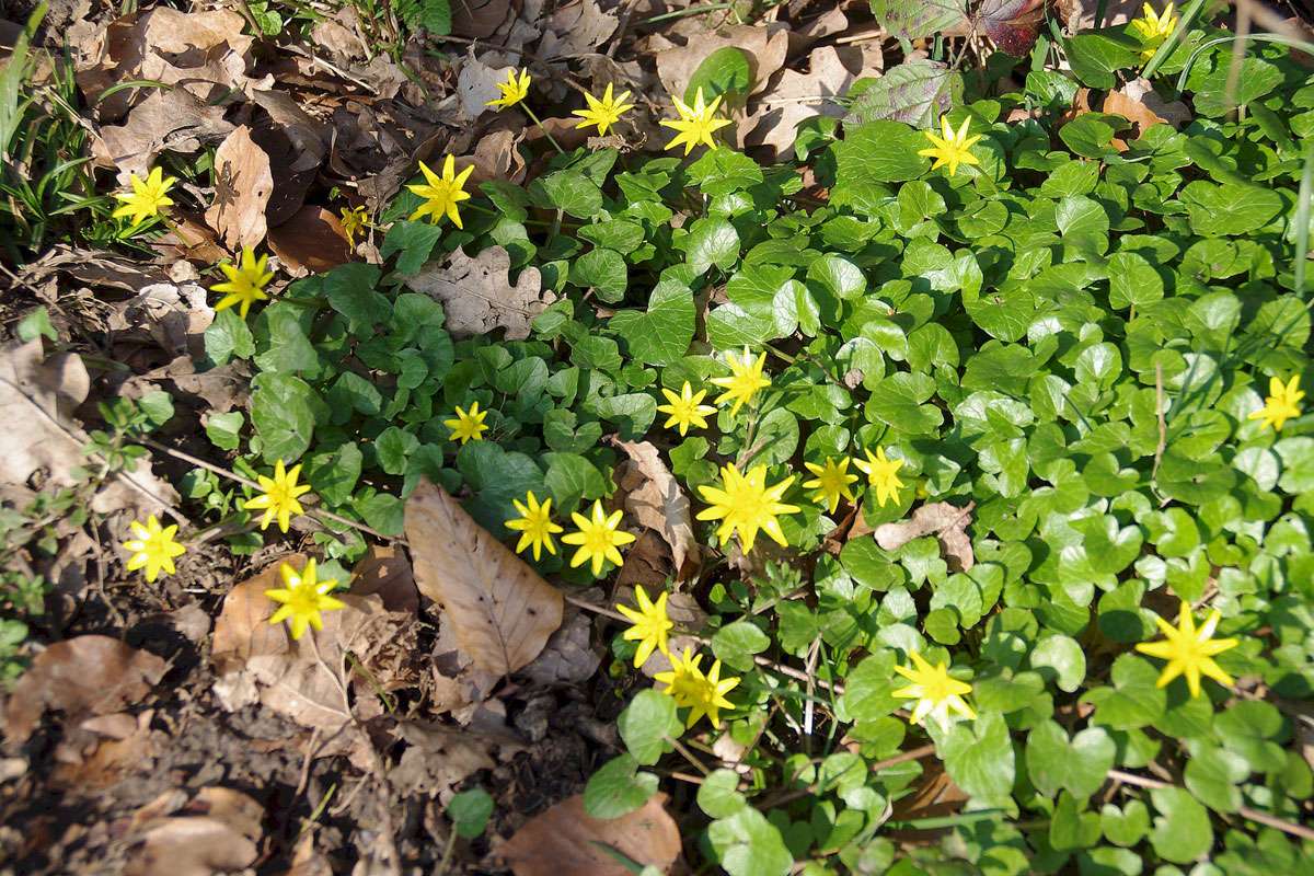 Scharbockskraut (Ranunculus ficaria), (c) Harald Ristau/NABU-naturgucker.de