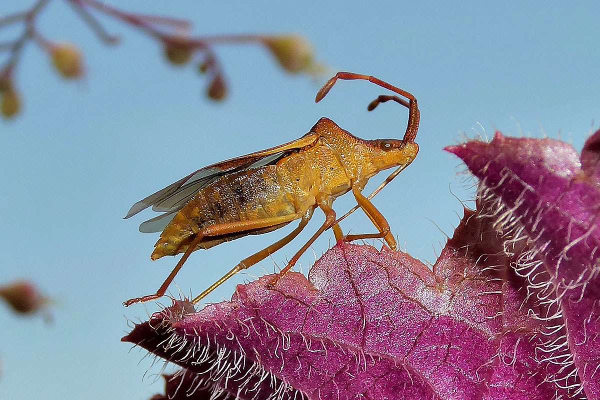 Schlehen-Randwanze (Gonocerus acuteangulatus) auf Purpurglöckchen (Heuchera x brizoides) in einem Garten, (c) Karin-Simone Hauth/NABU-naturgucker.de